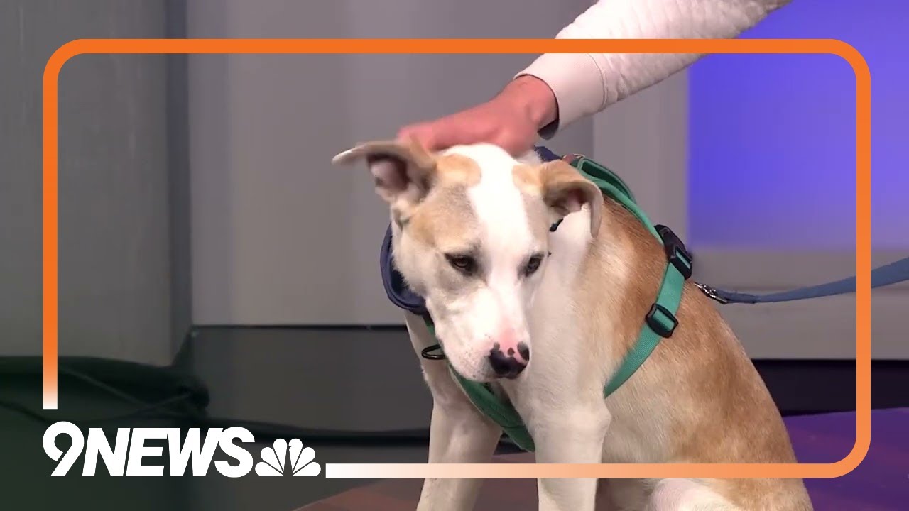 Sweet pup rescued from kill shelter looking for forever home