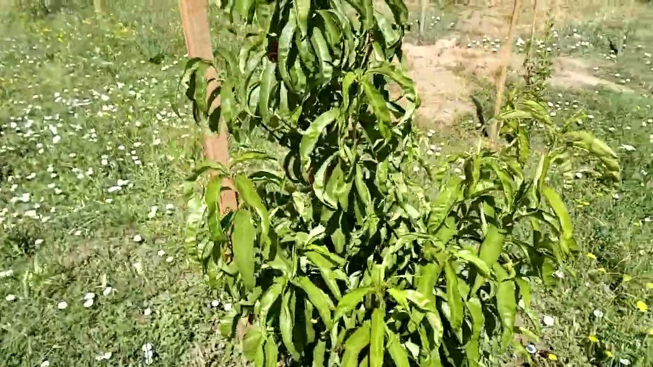 mostrando mi quinta de árboles frutales estoy muy feliz por todos los los logros que emos optenido 🍏