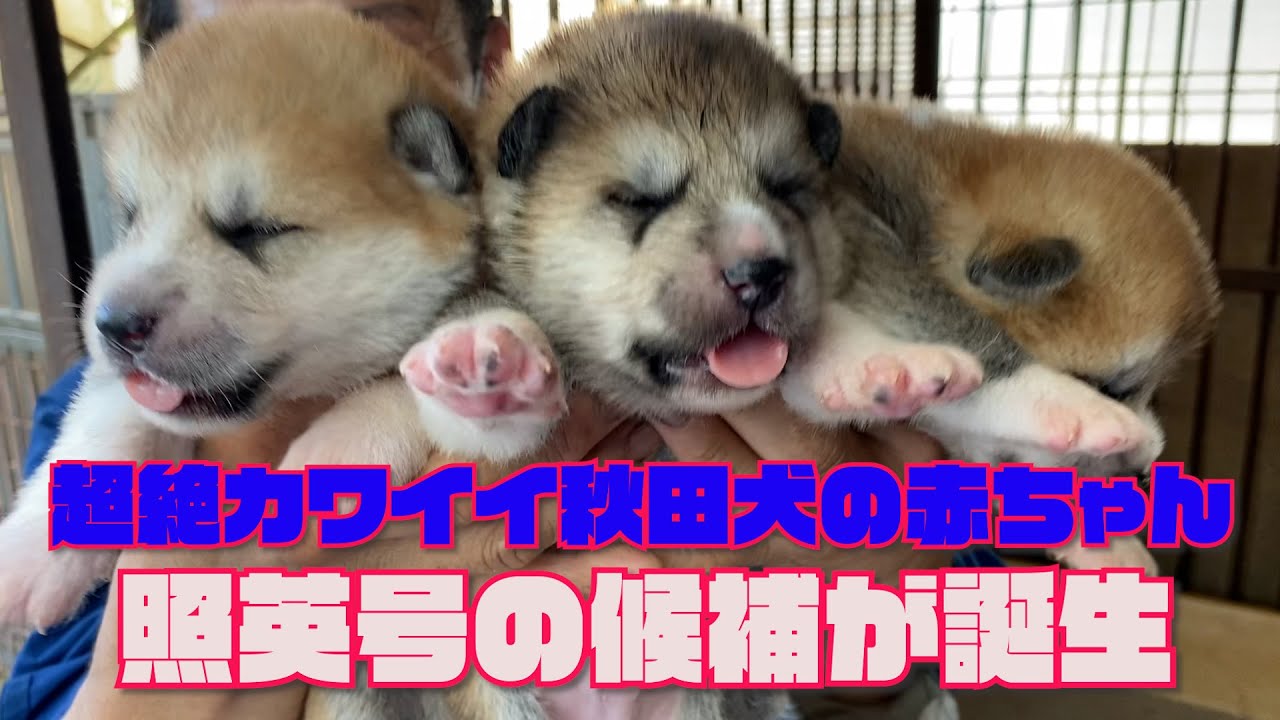 超絶！激カワイイ秋田犬の赤ちゃん！肉球たまらん生後２週間のフワフワ子犬に照英の名を！