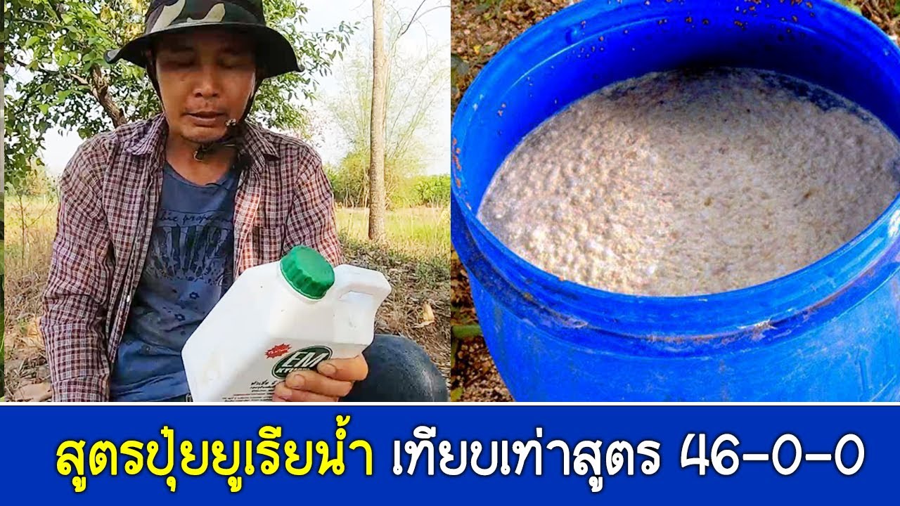 คำภีร์เกษตร : ทำปุ๋ยยูเรียน้ำ ทำเองง่ายๆ เทียบเท่าสูตร 46-0-0