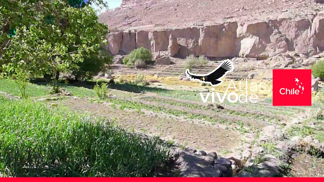Cultivos en las terrazas de Caspana | Atlas Vivo de Chile
