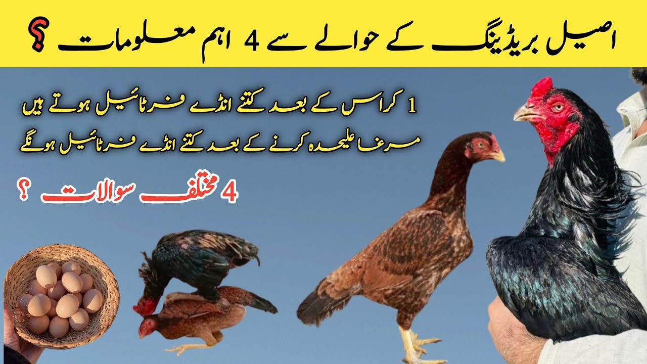 Aseel Breeding Information || 1 Cross Se Murgi Kitne Fertile Ande Daiti hai #breeding #egg #hen