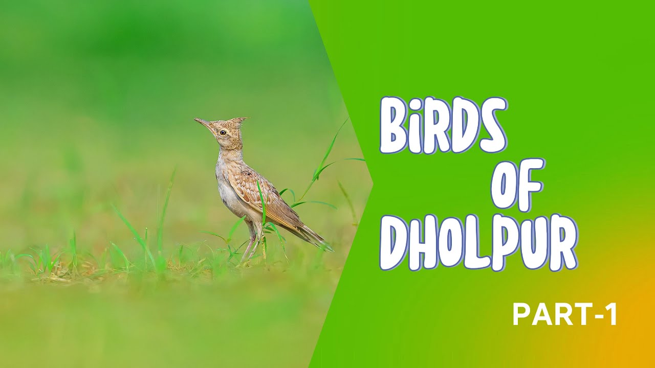 Birds of Dholpur | Part-1| Rajasthan Tourism - 4k Video Hindi | हिंदी 