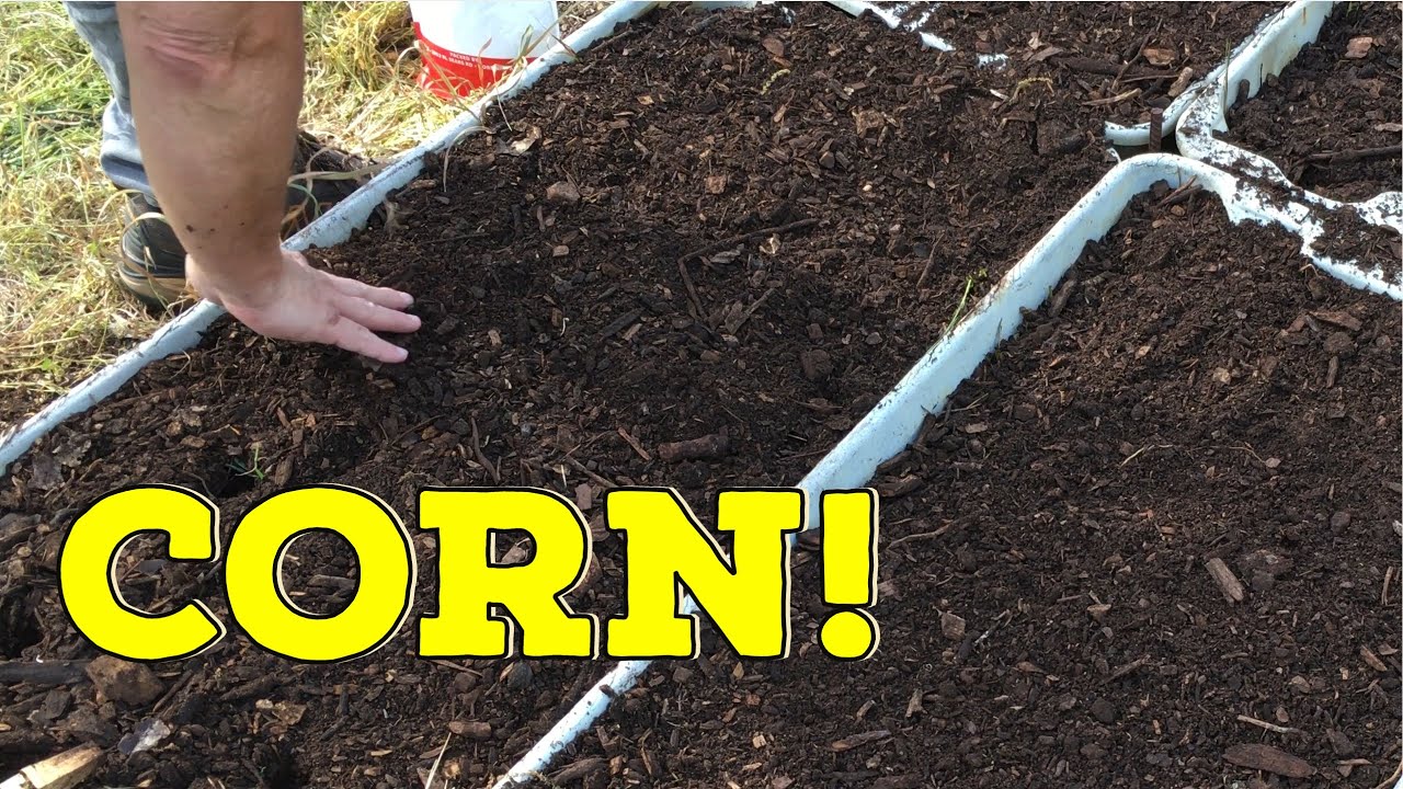 GROWING SWEET CORN IN RAISED BEDS  #sweetcorn  #raisedbedgarden #raisedbedideas #raisedbedgardening