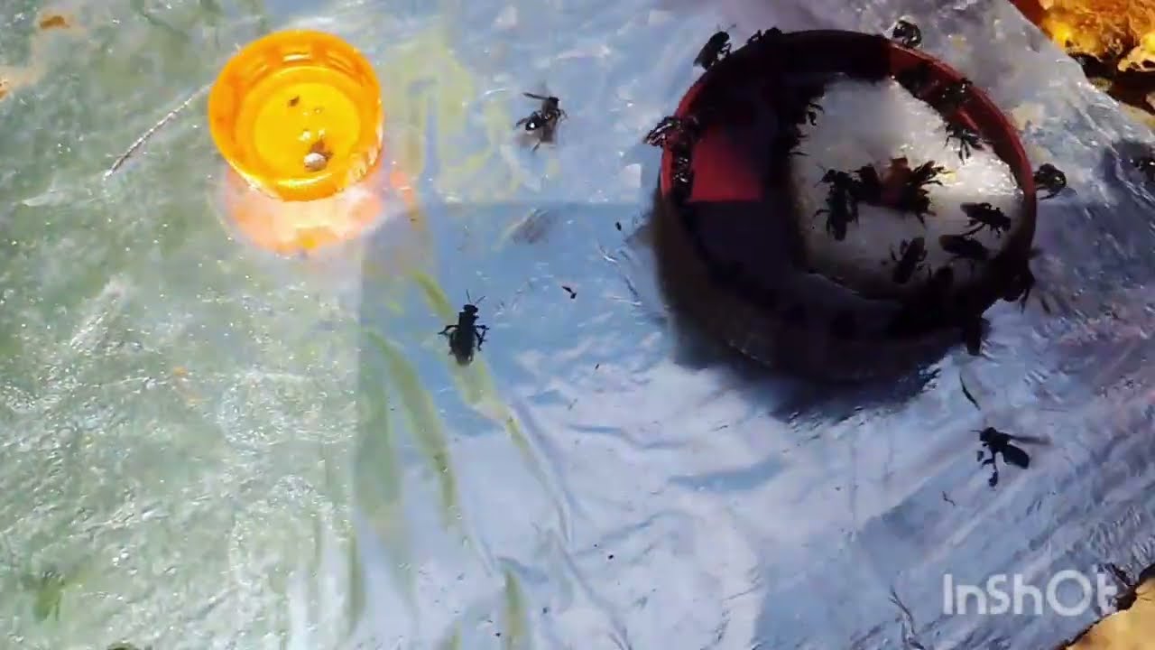 Tubuna e Mandaguari preta, fazendo a festa no xarope de  água açúcar !!!!!