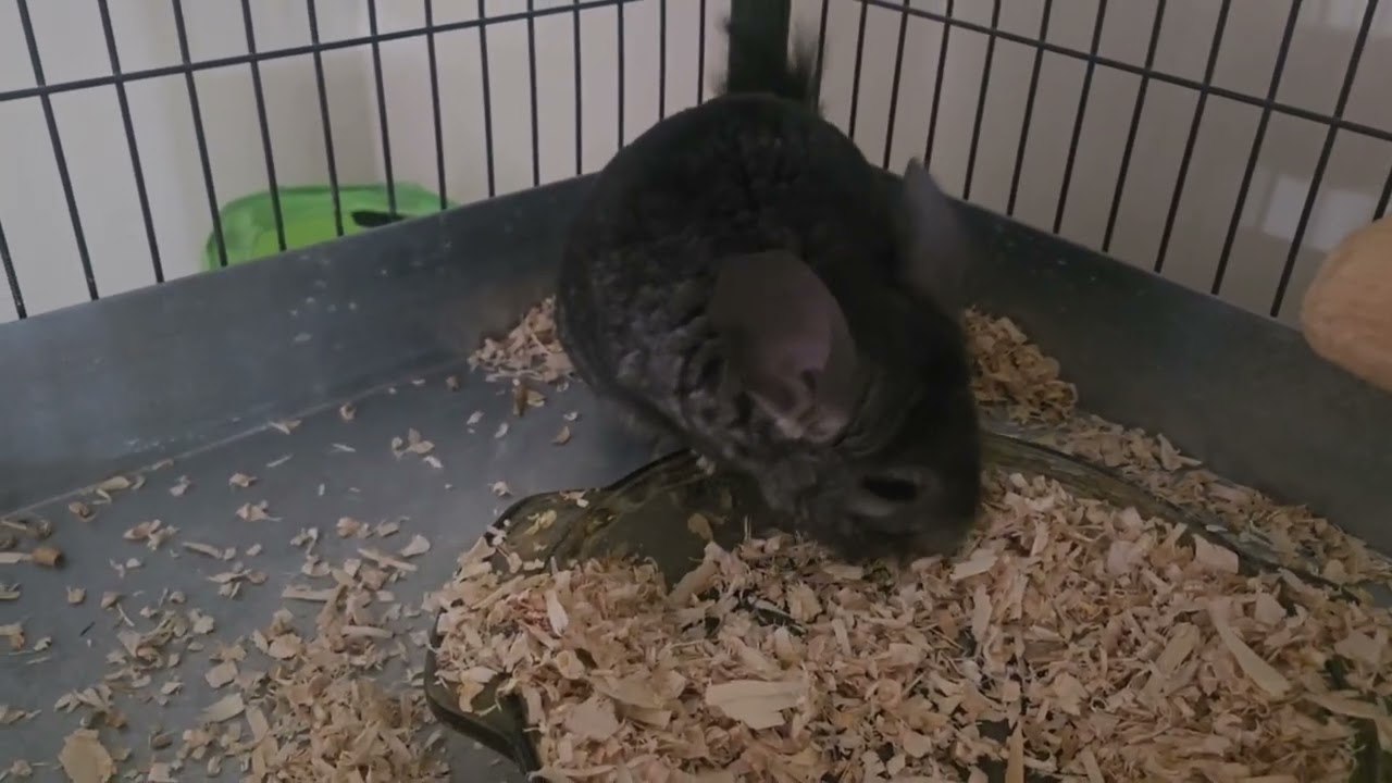 Tabby Tantrum