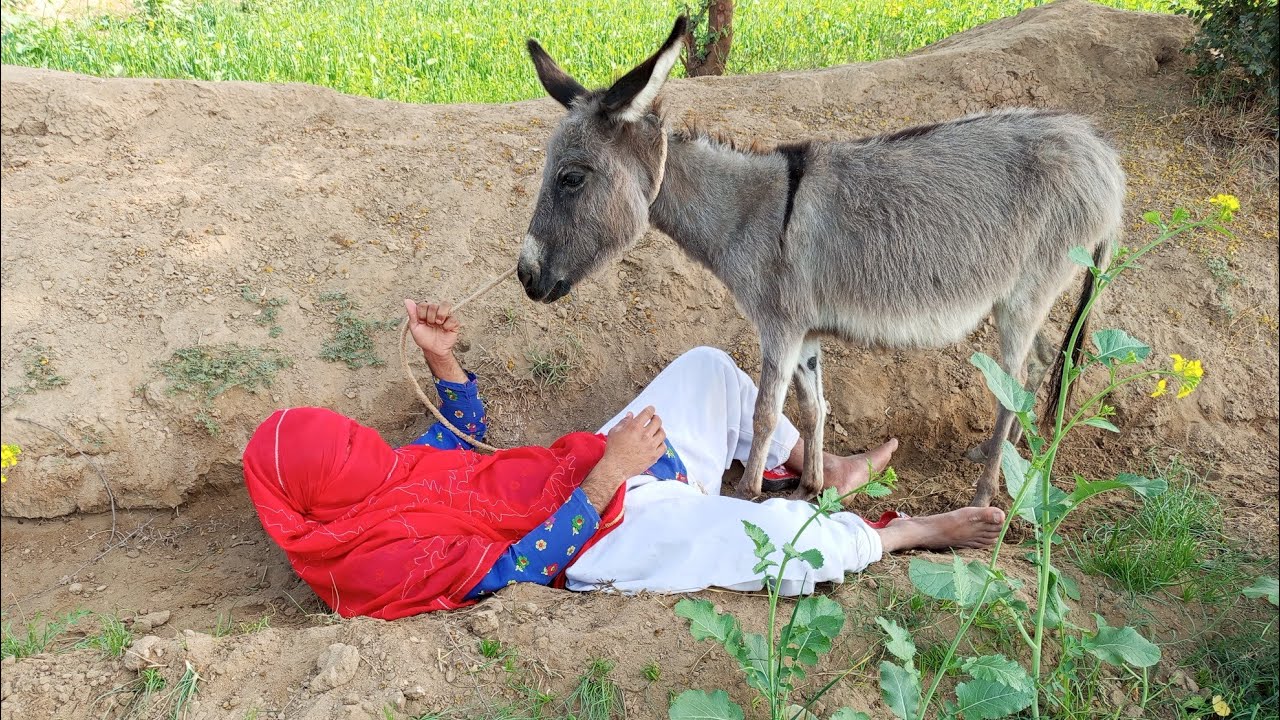 My donkey new funny video village life stale🤣