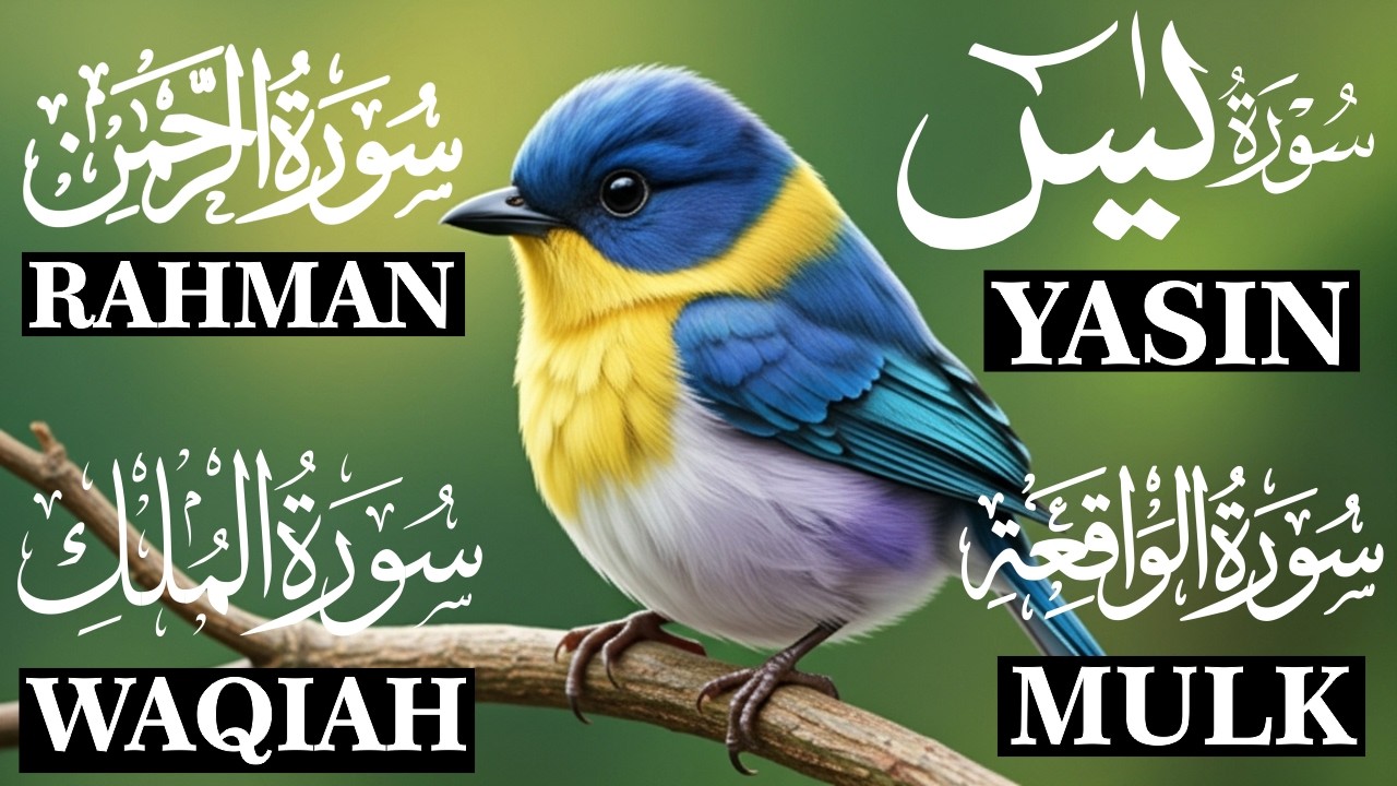 Surah Yasin | Surah Rehman | Surah Waqiah | Surah Mulk | Surah Muzammil (HD) || Islamic Mag Dua