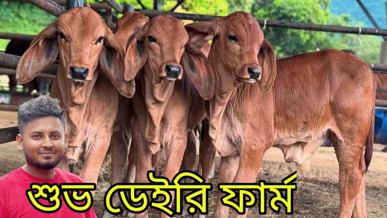 আমার দেখা সর্বোচ্চ কোয়ালিটির কিছু শাহীওয়াল এবং ক্রস বাহামা গরুর কালেকশন দেখুন
