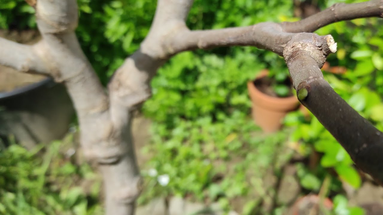 Czy figa przezimowała w gruncie ?