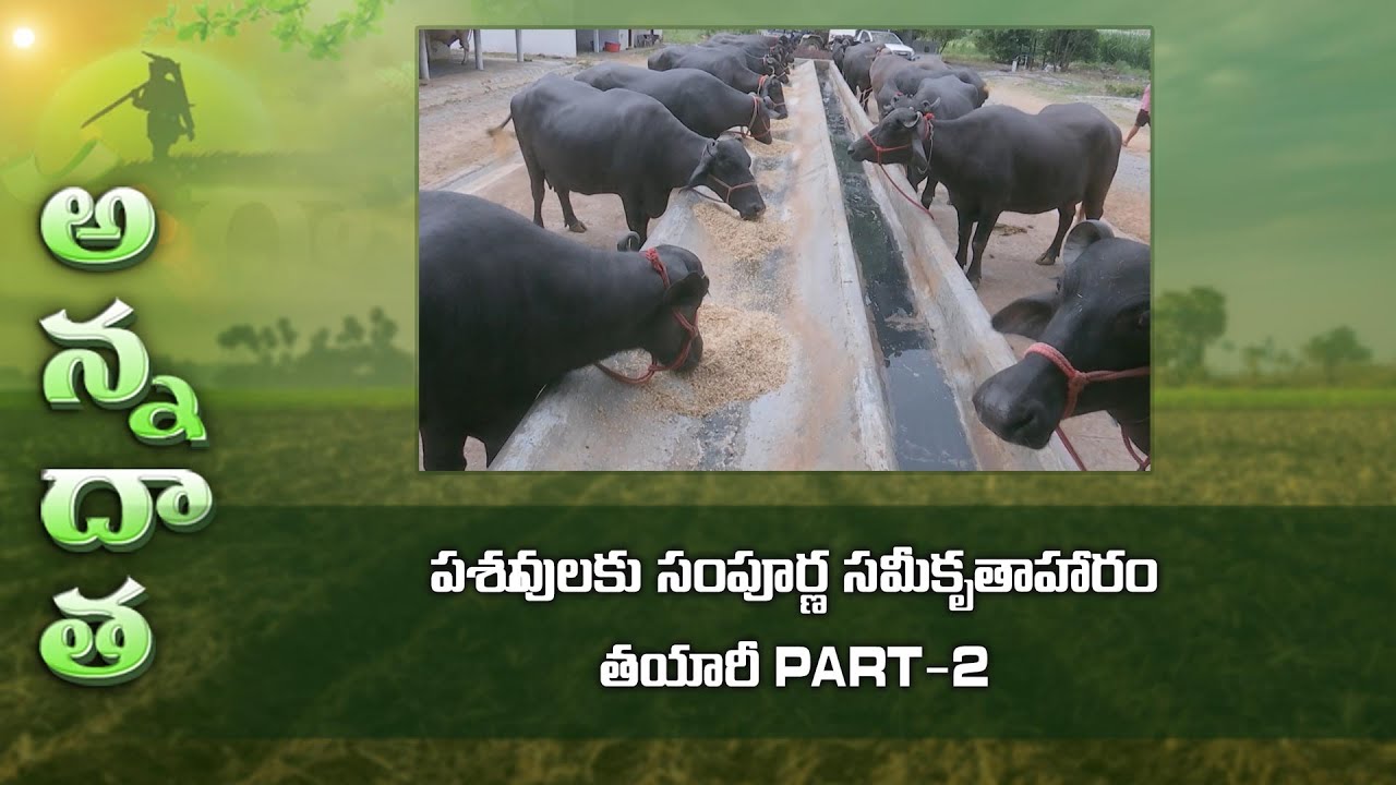 పశువులకు సంపూర్ణ సమీకృతాహారం తయారీ PART-2   TMR-balanced meal for livestock-when to use | ETV Telugu