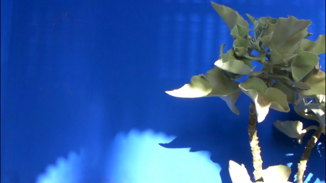 Shadows Jardin Majorelle - Marrakech - Morocco