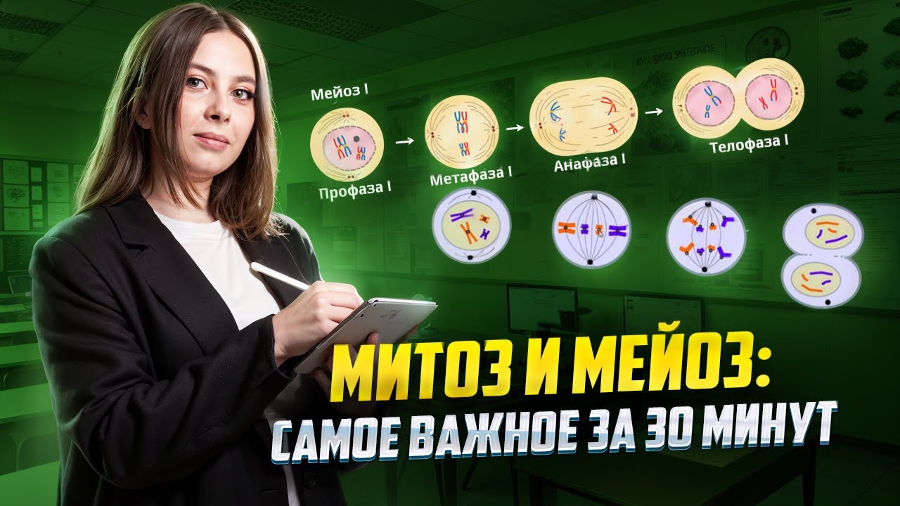 Митоз и мейоз: все важные моменты за 30 минут | Биология ЕГЭ для 10 класса | Умскул