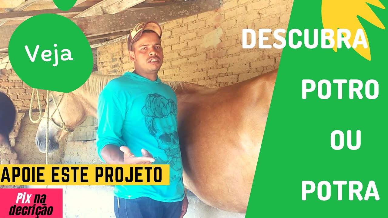 🏇Égua Prenha Como Descobrir o Sexo ? 📆 @RemanescentesdoSertão