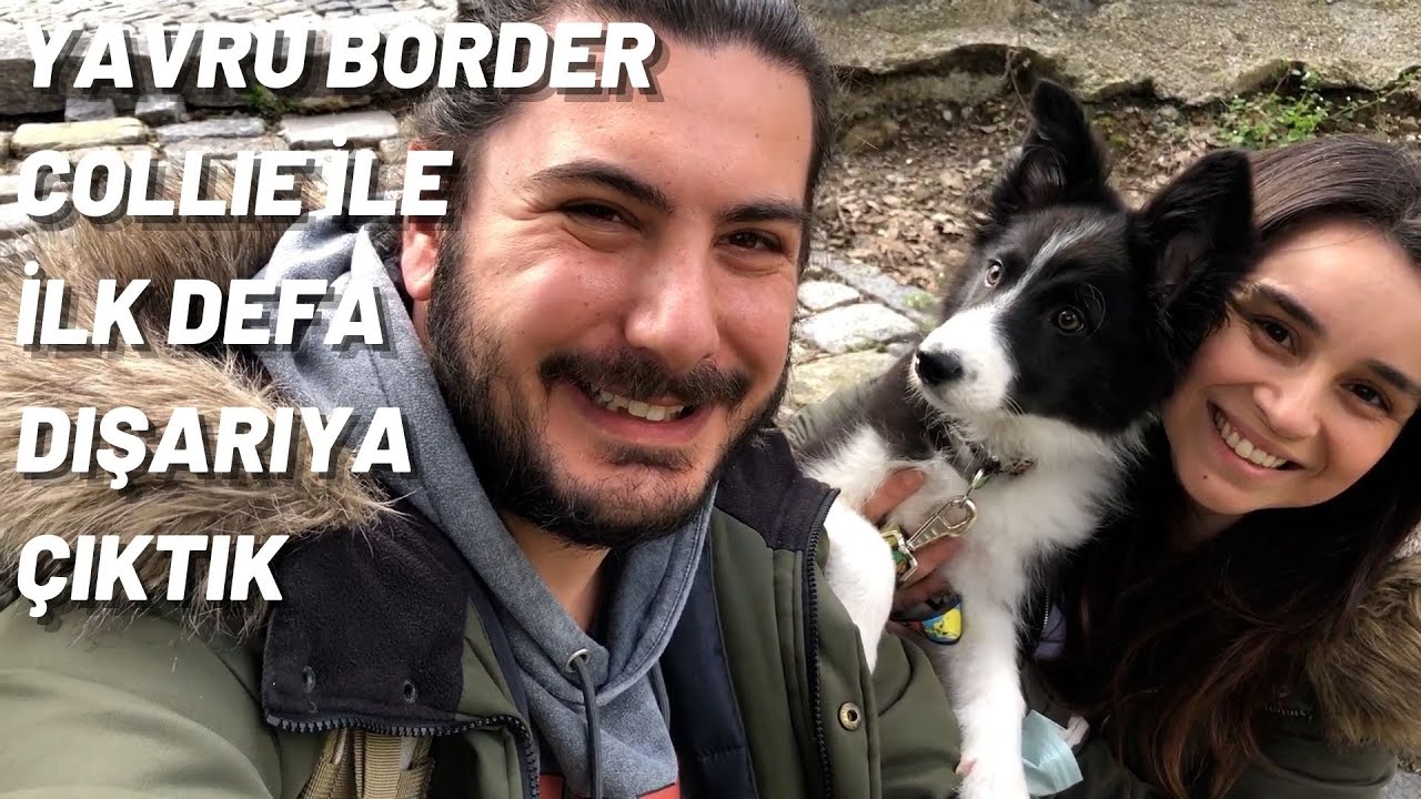 YAVRU BORDER COLLİE DIŞARI İLE İLK TEMAS I BARNİ SİNCAP İLE ARKADAŞ OLMAK İSTEDİ