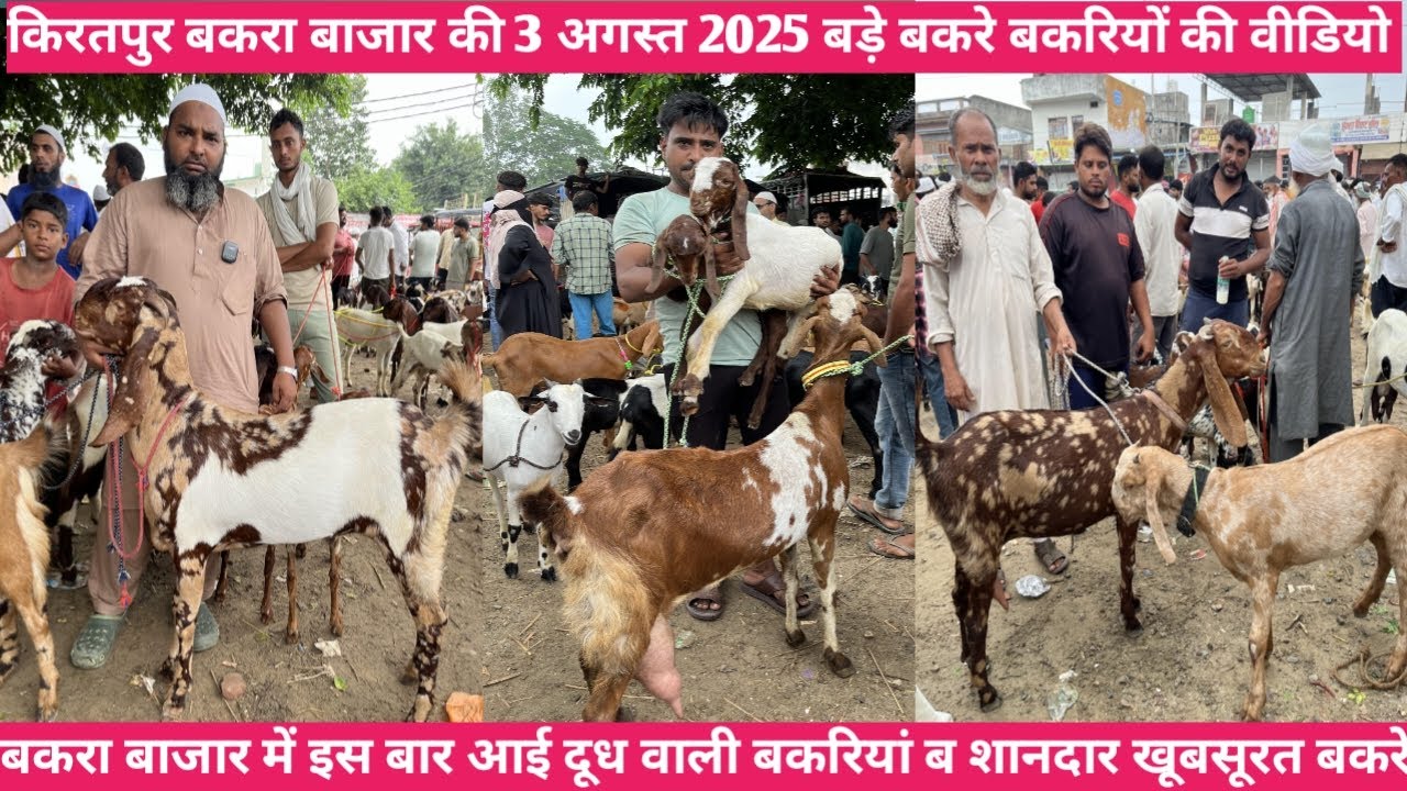 किरतपुर बकरा बाजार की 3 अगस्त 2025 बड़े बकरे बकरियों की वीडियो || दुध वाली सस्ती रेंज की बकरियां
