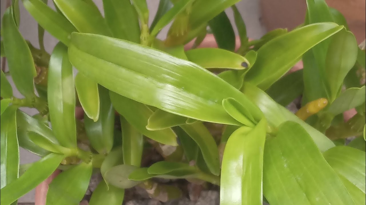 MEUS DENDROBIUM NOBILE OLHOS DE BONECAS  MUDANÇAS...