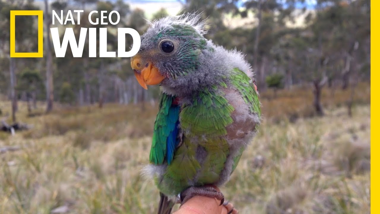 Predator-Proof Nests May Help Save Swift Parrots From Extinction | Nat Geo Wild