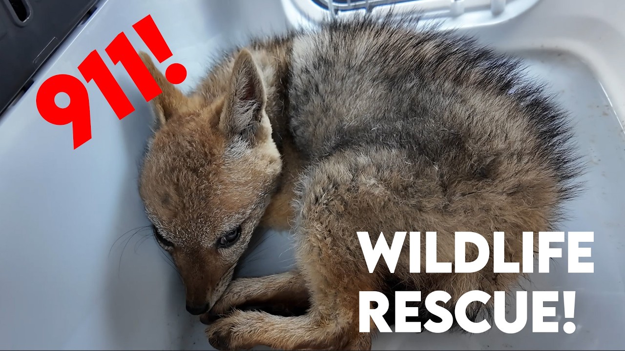 Rescuing A Baby Jackal