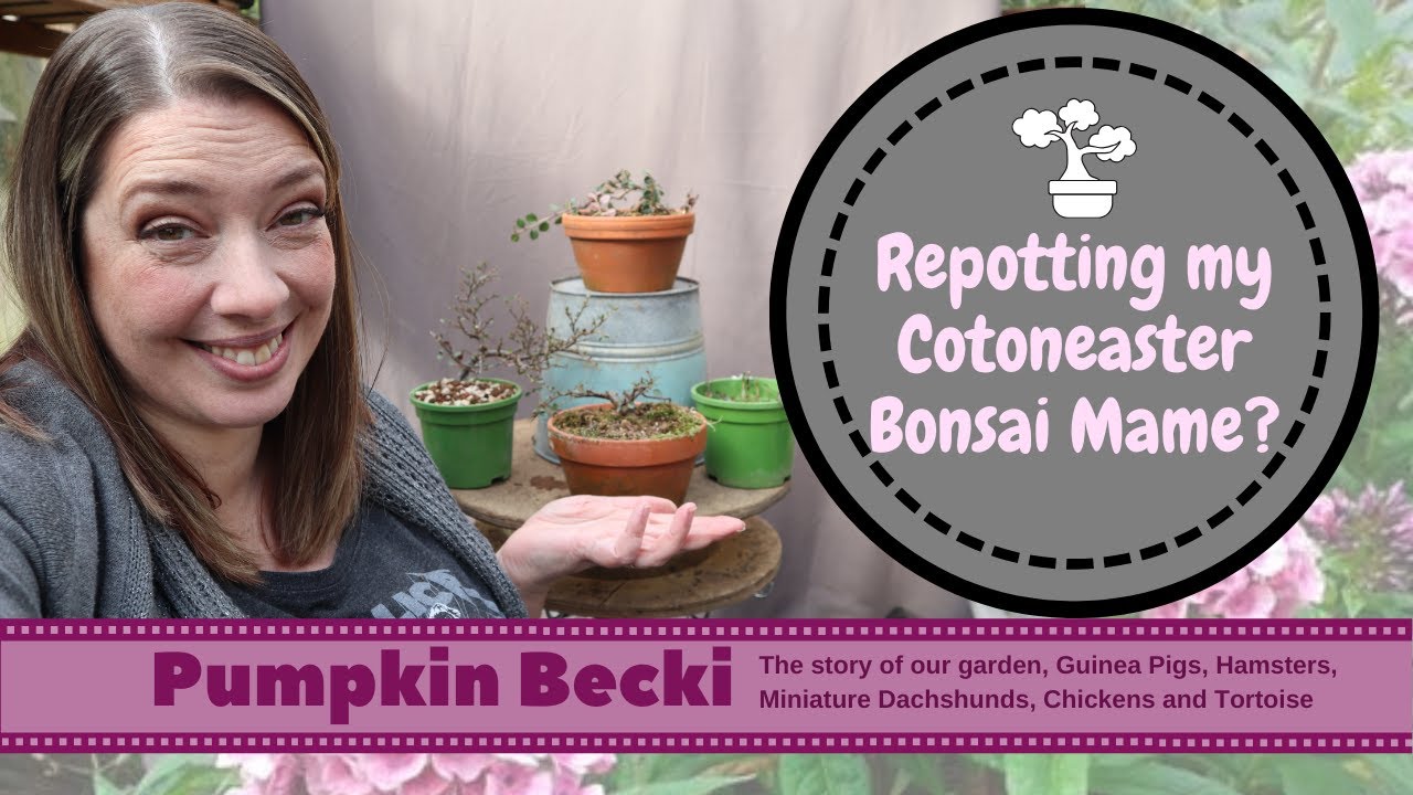 Bonsai Repotting Season- Mame Cotoneaster