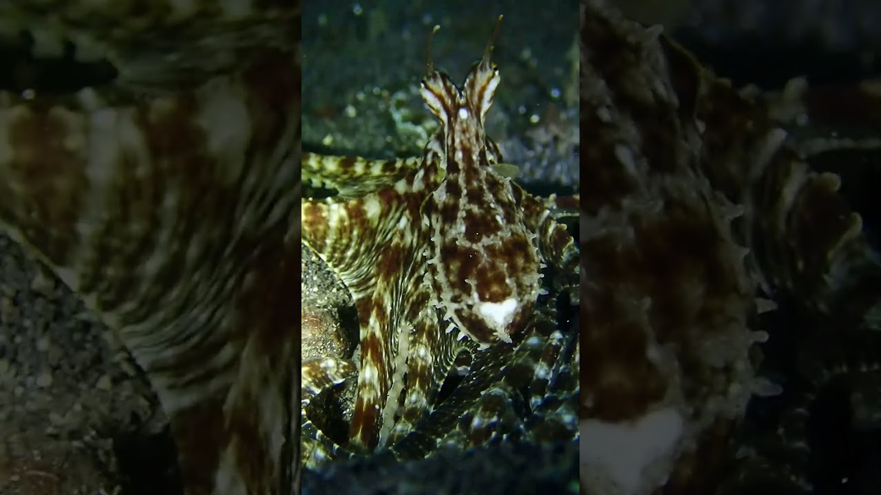 Mimic octopus 