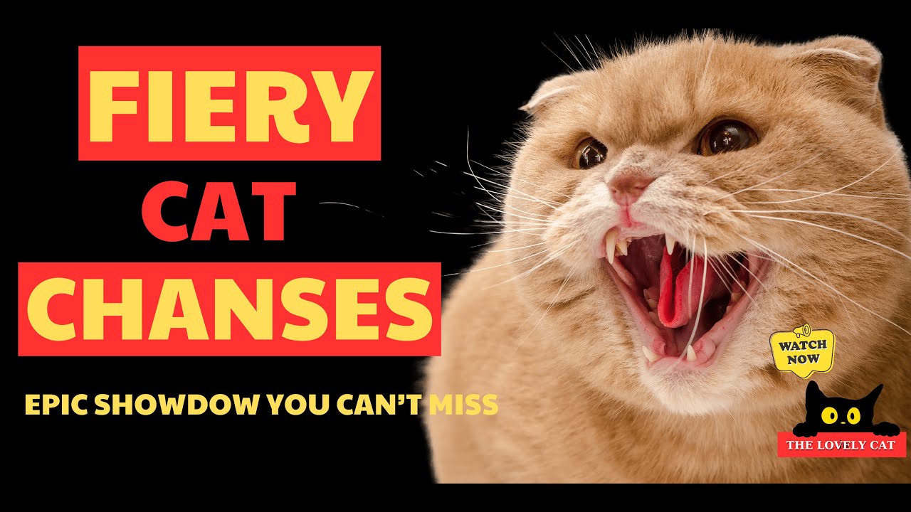 Fiery Cat Chases 🔥 Epic Showdowns You Can’t Miss!