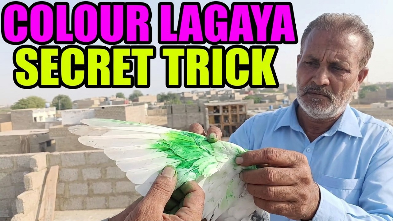 500+500 Kabooter Larrayya Haji Talib Sahab VS Najo Bhai Chatoon Per Kabooter Chor Diye Colour Lagaya