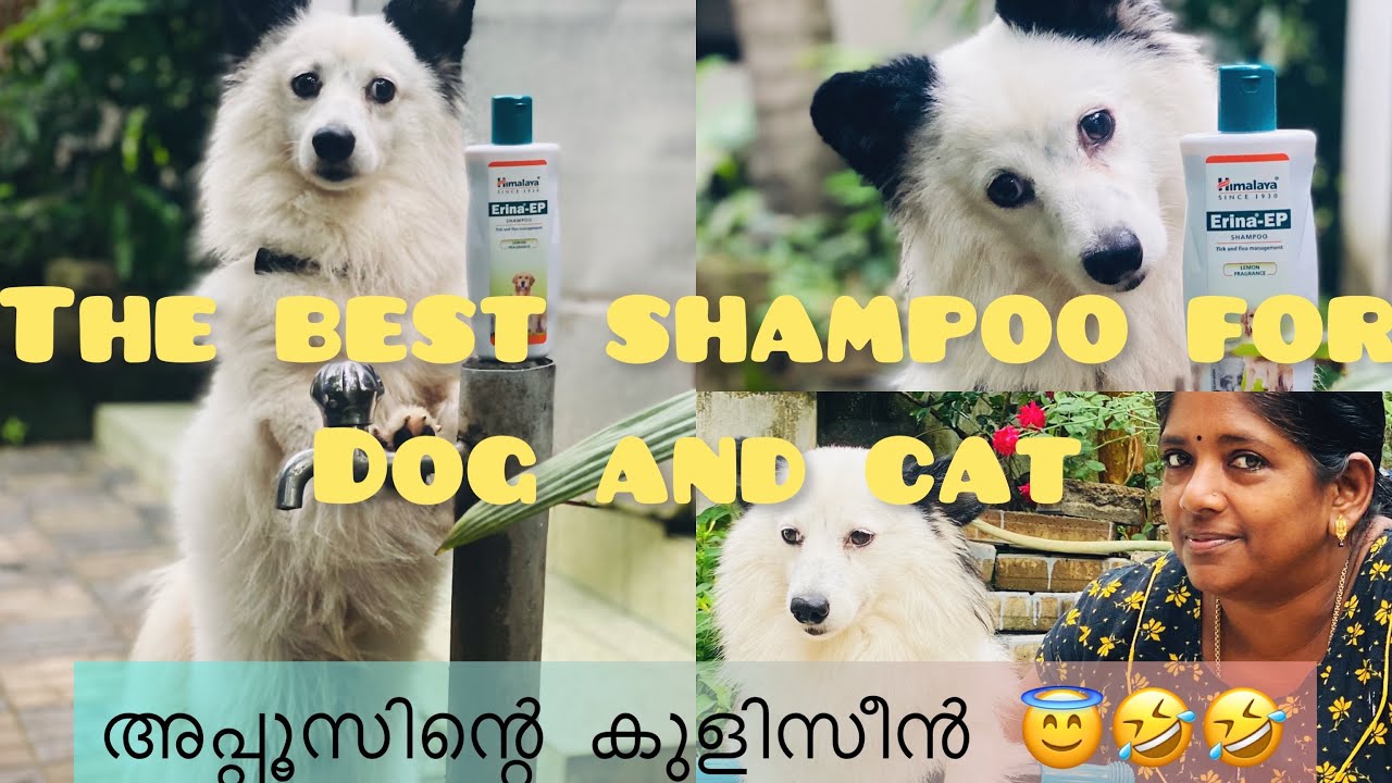 The Best Shampoo For Dogs and Cat Erina-EP  #petscare #petlovers #dogs #petcaretips