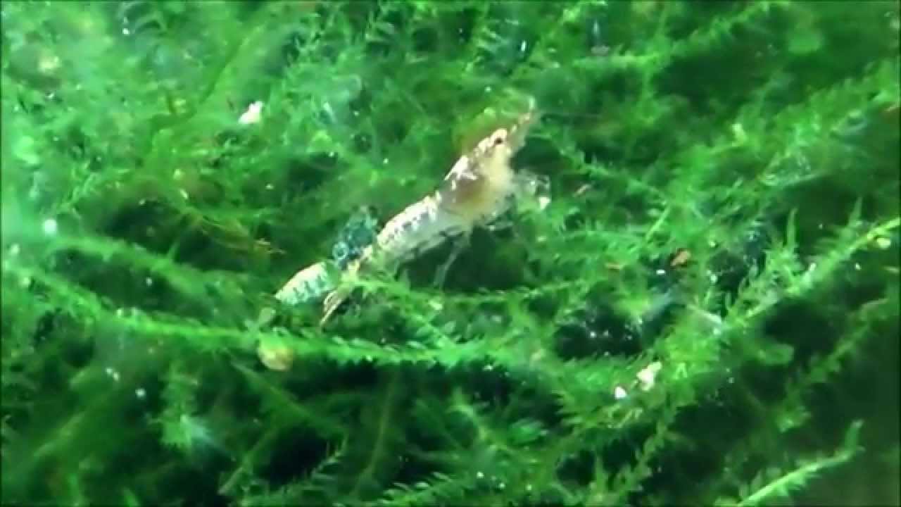 Young TaiTibee - Shrimps