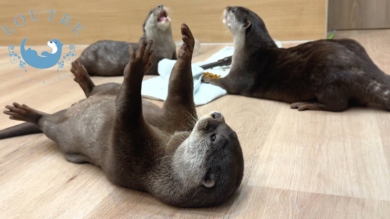 Выдра протягивает руку и обнаруживает удивительную мускулатуру