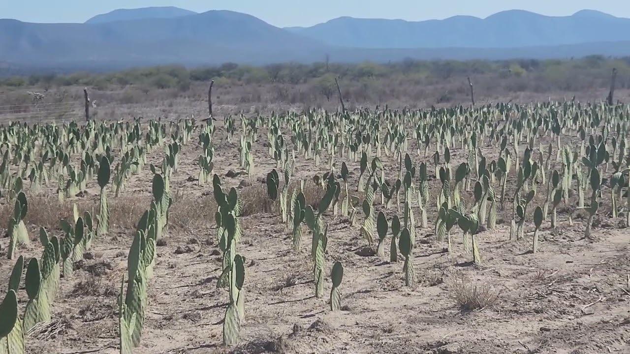 NOPAL FORRAJERO ITALIANO EN LA COLONIA ALVARO OBREGON MPIO DE CIUDAD DEL MAIZ SLP