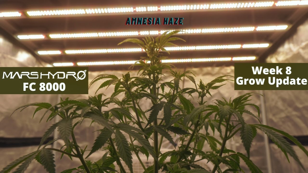 Amnesia Haze & Badazz Cookies Week 8  // Mars Hydro FC 8000 Weed Grow Update