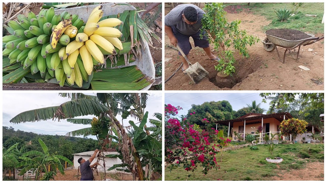 COLHI BANANA MADURA NO PÉ  E PLANTEI O MANACÁ DA SERRA