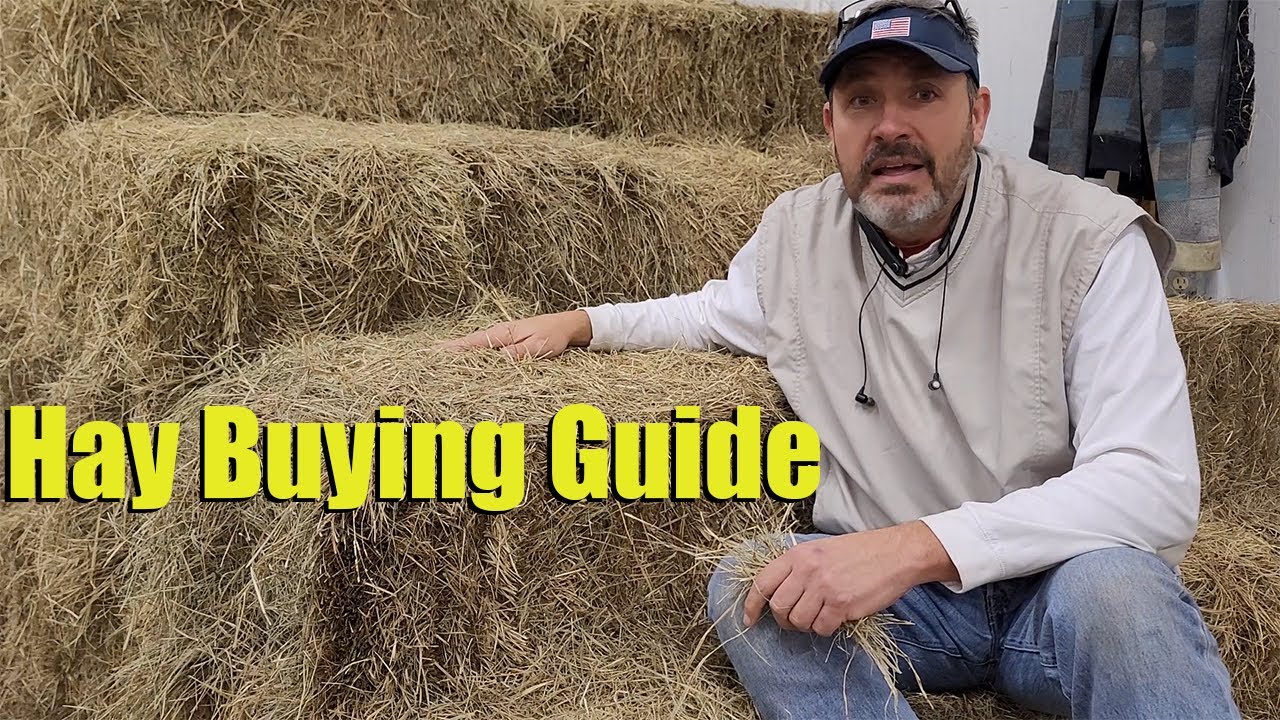 First Time Hay [Buyers Guide]