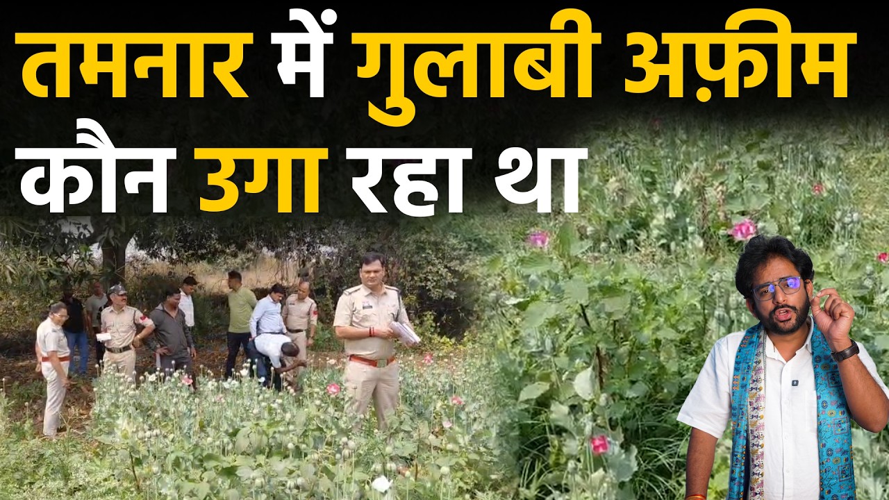 Afeem farming in Chhattisgarh raigarh के tamnar में fir pakdaai afeem