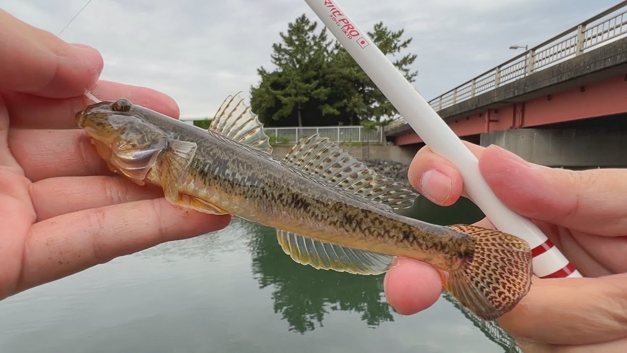 マルキユー「ハゼほたて」しか使わないハゼ釣り1人旅【愛知県】