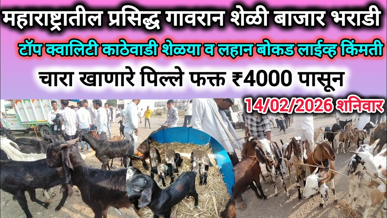 महाराष्ट्रातील गावरान शेळी बाजार भराडी:- आजचा शेळी बाजार भाव लहान बोकड पाठी ₹4000 पासून बघा लाईव्ह!