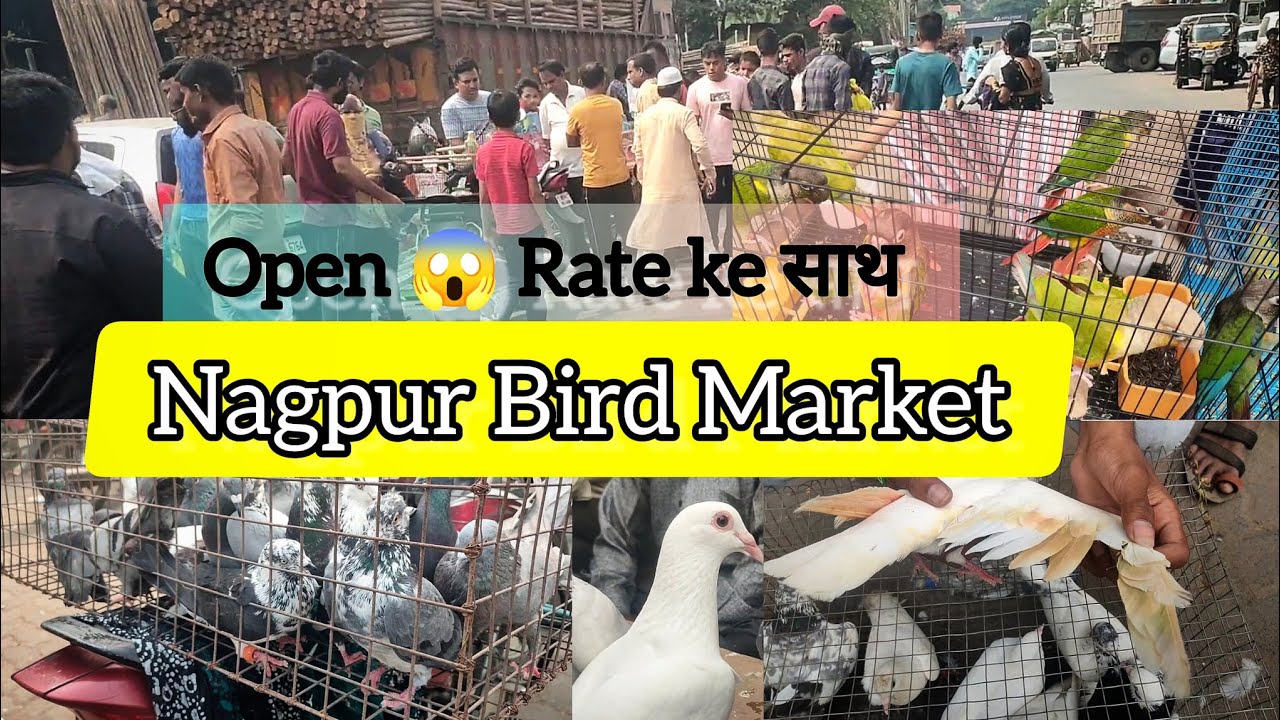 Sunday Bird मार्केट Video || नागपुर Lakadganj कबूतर Market Video 🤠 ||