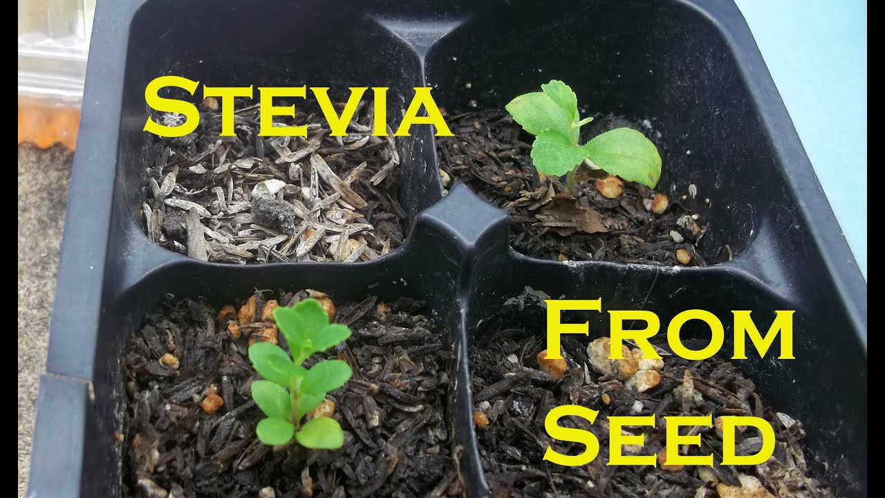 Indoor Winter Garden 2013: Germinating Stevia / Hydroponic Stevia