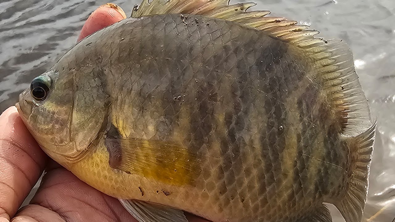 Best Fishing Videos at a Calm Lake | Peaceful Lake Fishing Video