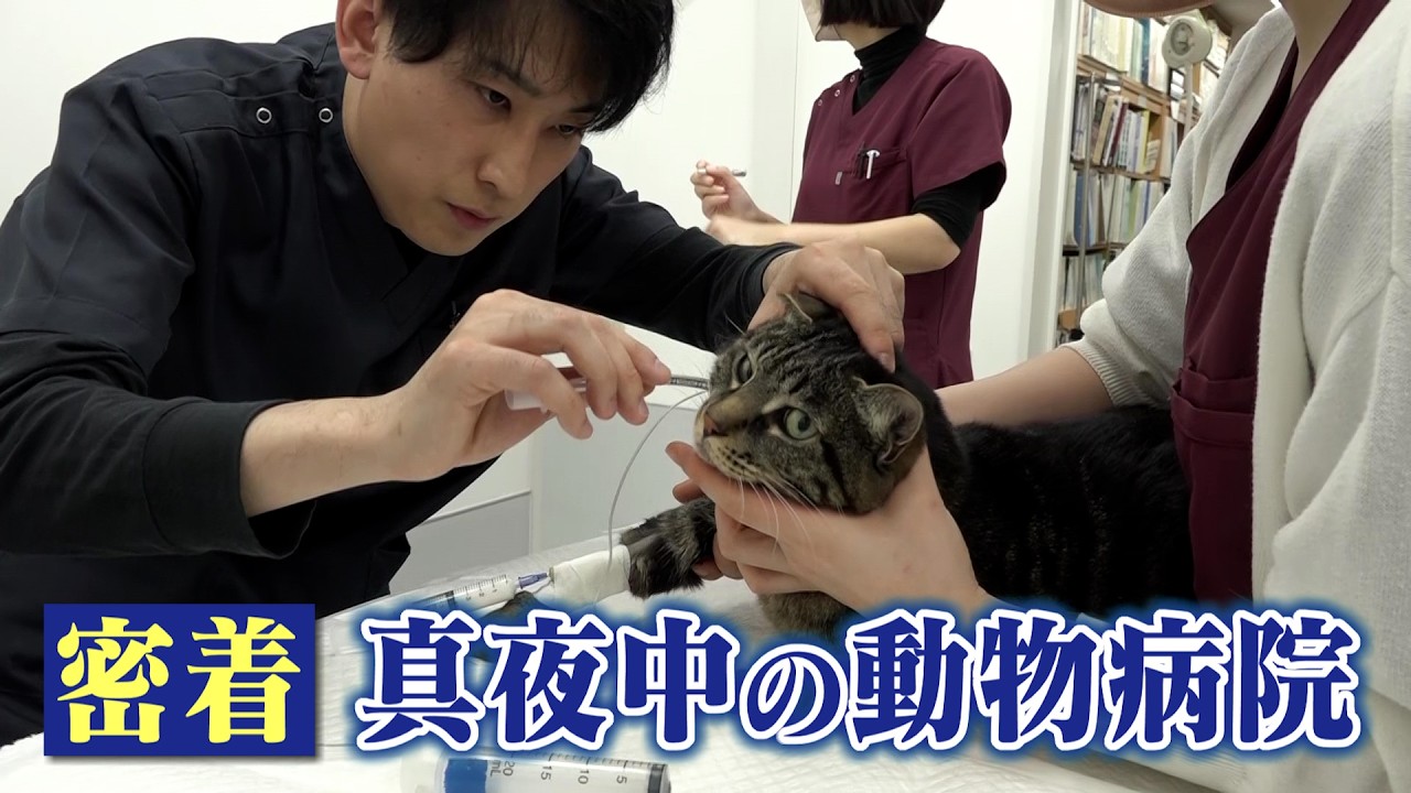 真夜中の動物病院に密着　途絶えないペットのSOS…夜間救急の現場