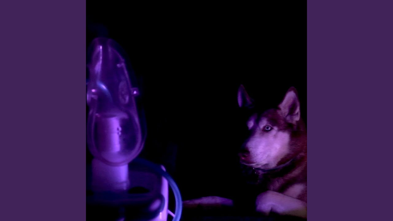 Husky nebulizador (feat. ASMR STONKS)
