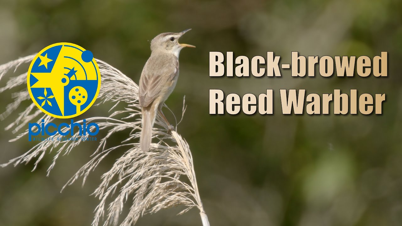[4K] Singing Black-browed Reed Warbler コヨシキリのさえずり | Picchio Wildlife Research Center ピッキオ