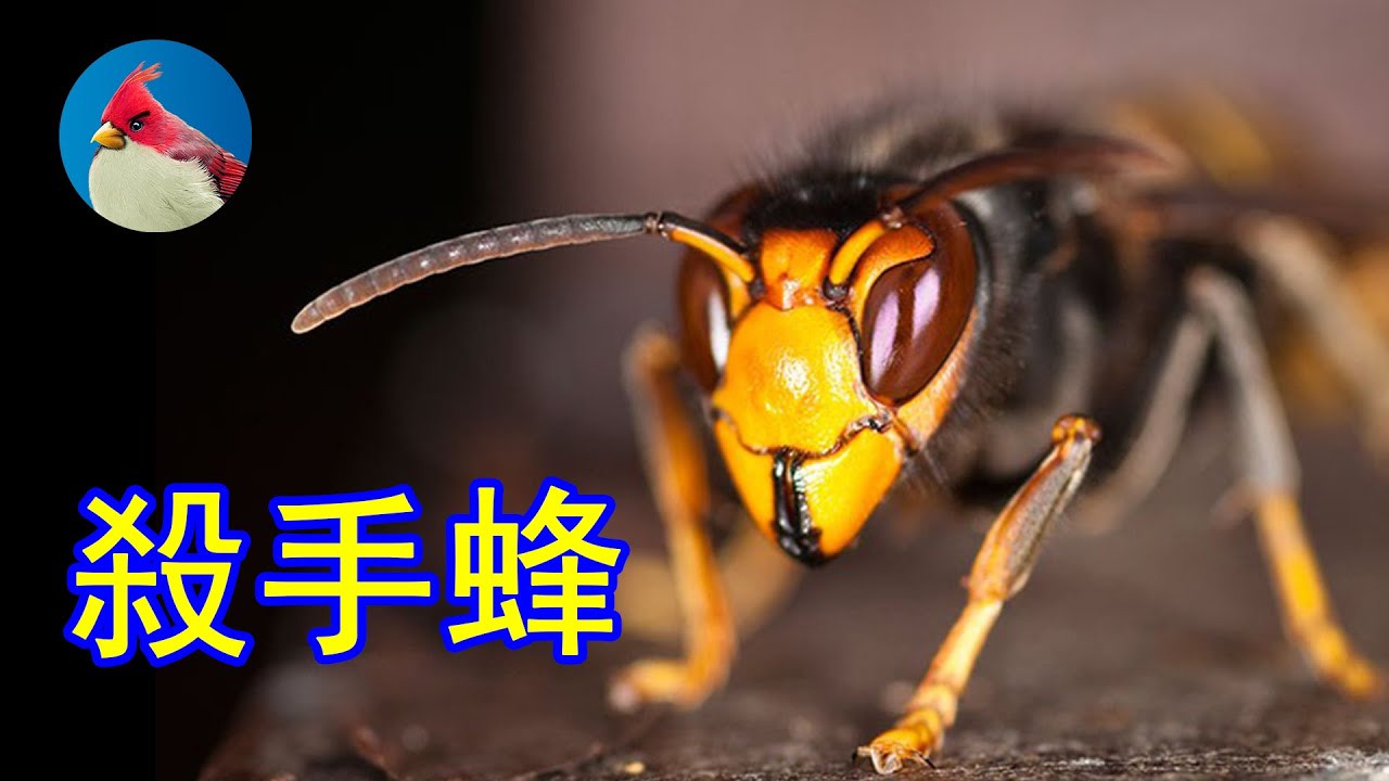亞洲大黃蜂屠殺美國蜜蜂，一天咬掉3萬只腦袋，本土蜜蜂卻不怕它  Asian giant hornet