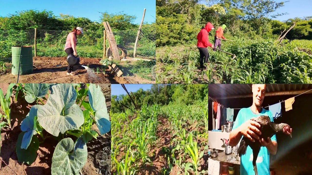 na terra quente sem água, sem chuva as nossas plantações ainda resistem e um milagre de Deus