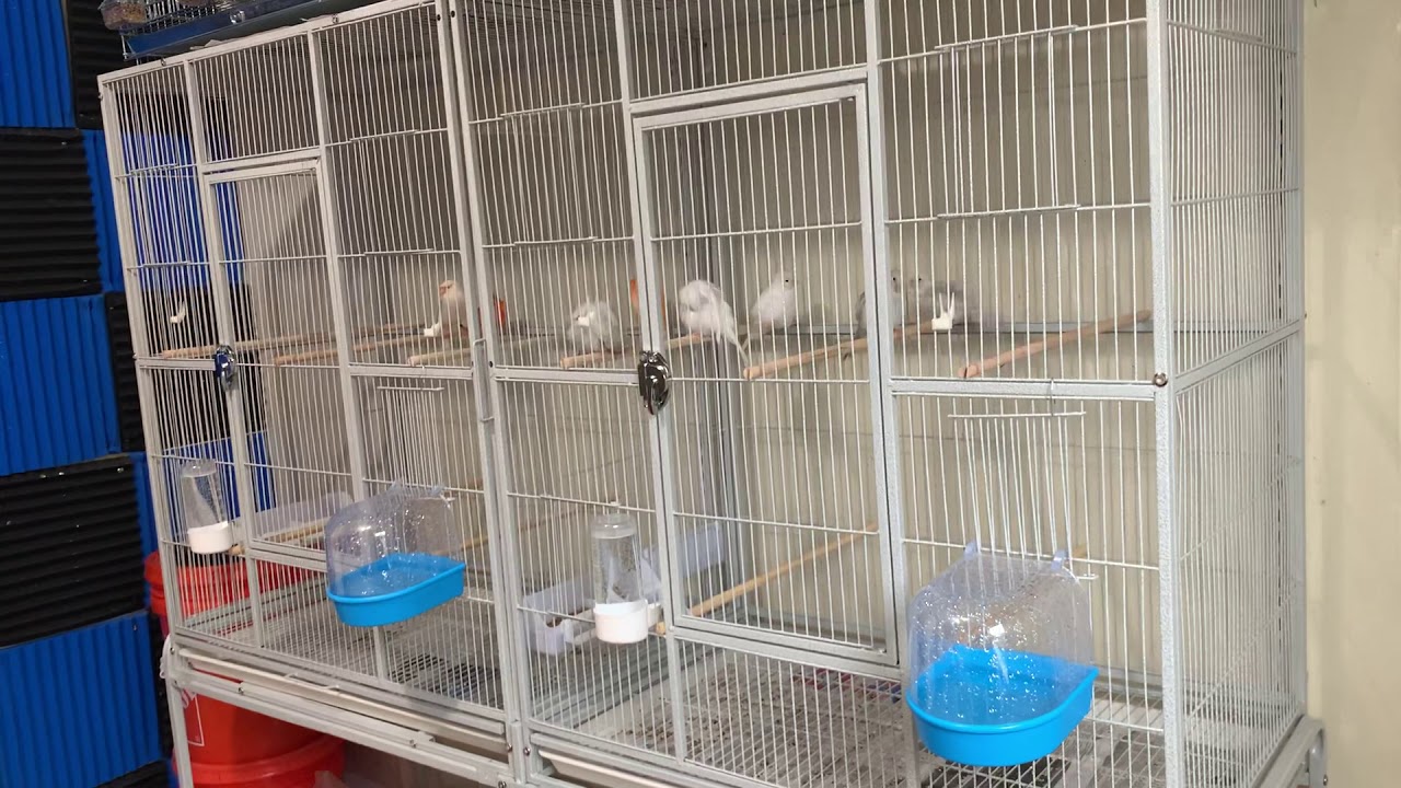 How to make your canary male ready to breed +These are the conditions and steps.