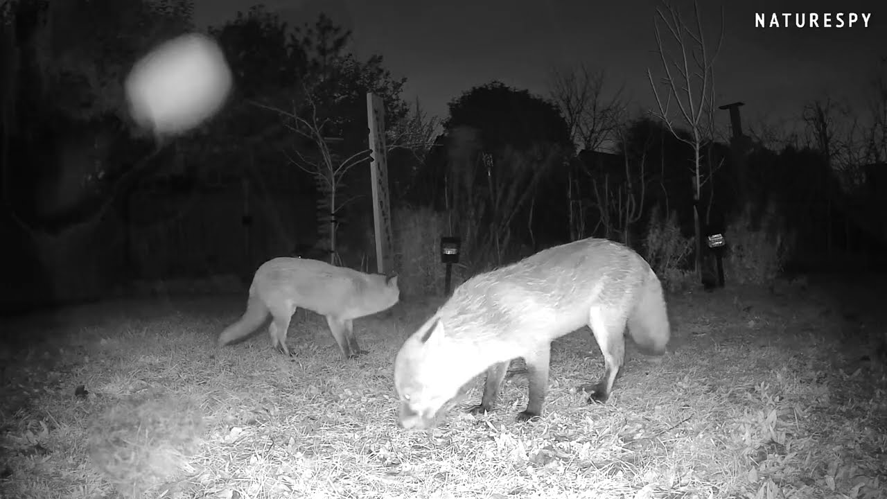  Mr & Mrs Red Fox 