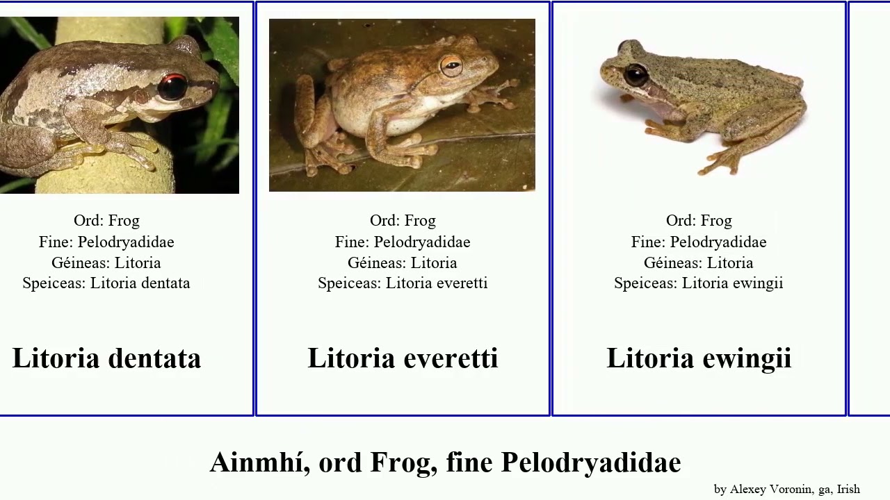Ainmh&iacute;, ord Frog, fine Pelodryadidae litoria animal rubella bicolor aurea dentata inermis fallax