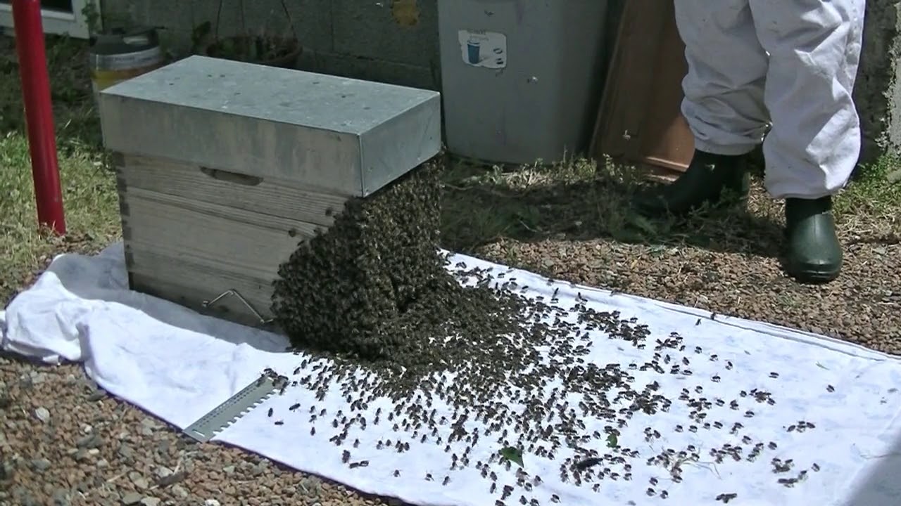 marche des abeilles