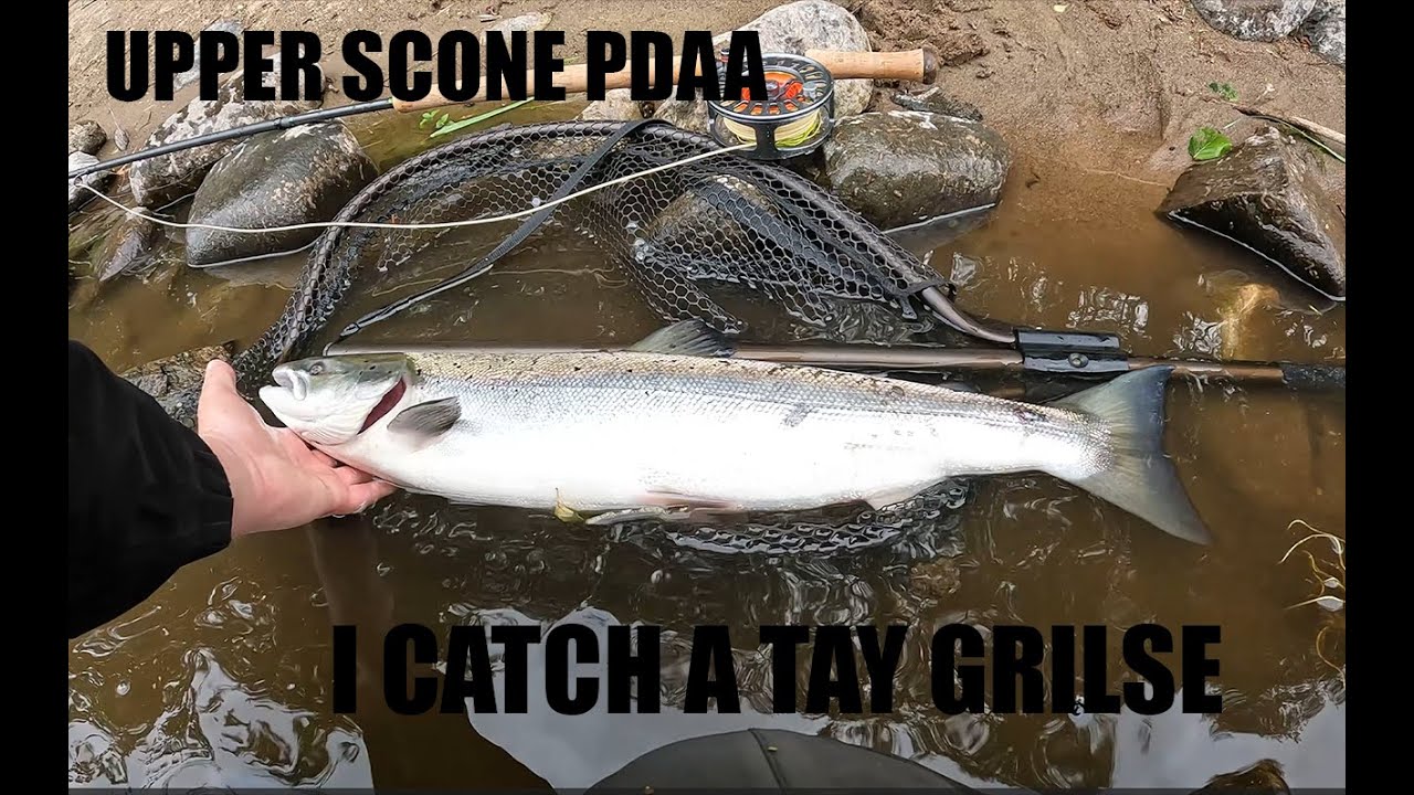 The River Tay - Upper Scone PDAA 3rd July 2023